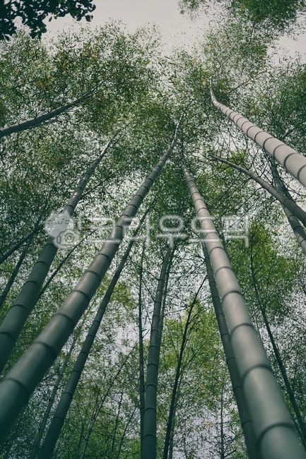 bamboo,대나무,일본,일본관광지,교토,치쿠린,아라시야마