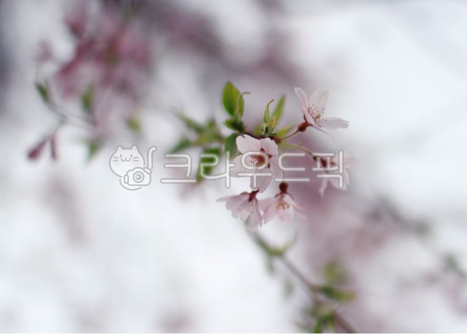 spring,Cherry Blossom,petal,Cherry Blossom Ending,cherryblossom,Emotion