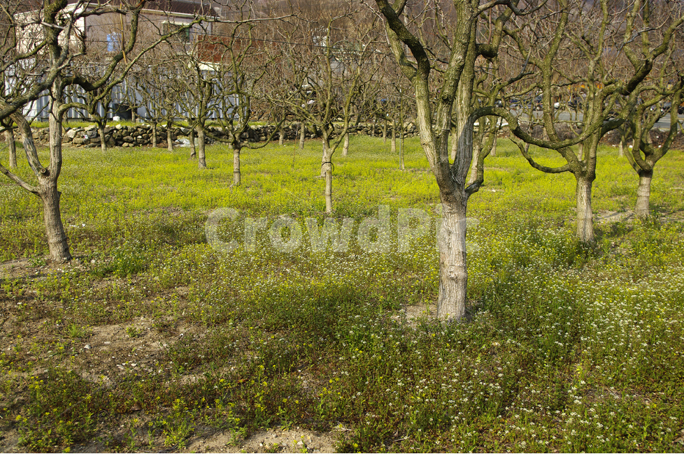 사과나무,사과밭,나무,풀,풀밭,작은꽃,초록빛,과수원,초록,식물,자연,plants,nature,나무,trees,wood