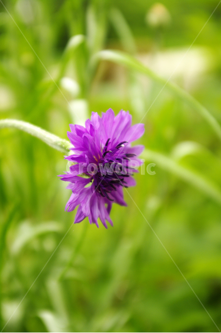 꽃,식물,flower,color,plant,식물,자연,plants,nature,꽃,flower