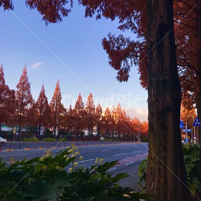 가을,가로수길,하늘,저녁,나무