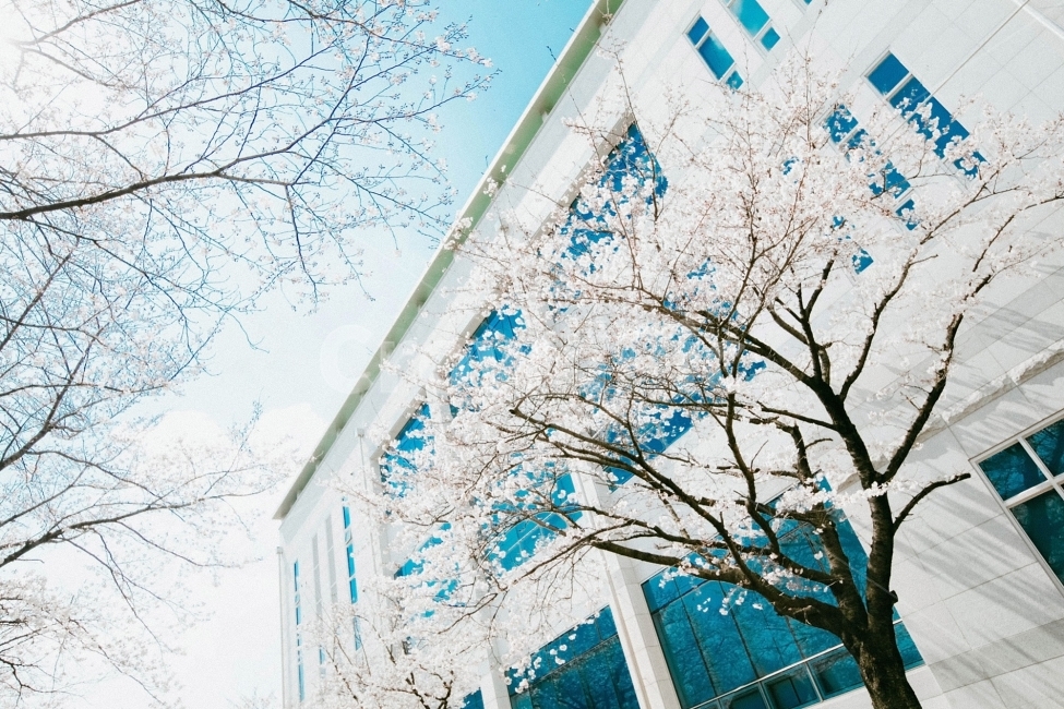 스냅,감성사진,필름,필름느낌,필카,벚꽃,벚꽃축제,벚꽃여행,봄,계절,여행,국내여행,봄,계절,spring,season,식물,자연,plants,nature,나무,trees,wood,감성,sensible,feeling,색깔,색상,색채,색감,color sense,color sensitivity,feeling of color