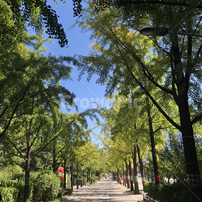 풍경,거리,나무,웅장한나무,맑음,자연,풍경,nature,landscape,식물,plants,나무,trees,wood,outdoors,옥외,garden,정원,arbour,정자