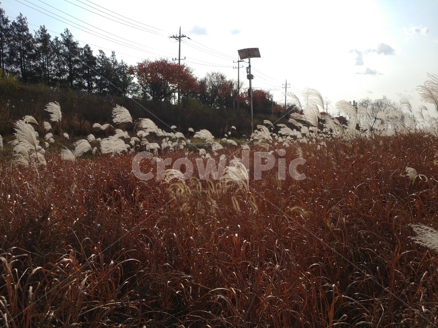 갈대밭,갈대,전봇대,가을,식물,풀,자연,하늘,나무,가을,계절,fall,autumn,season,자연,풍경,nature,landscape,plant