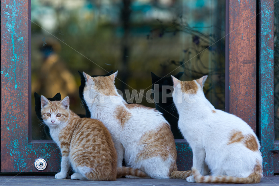 풍경,landscape,고양이,cat,가족,family,동물,animal,포유류,mammal,고양이,cat,kitten,kitty