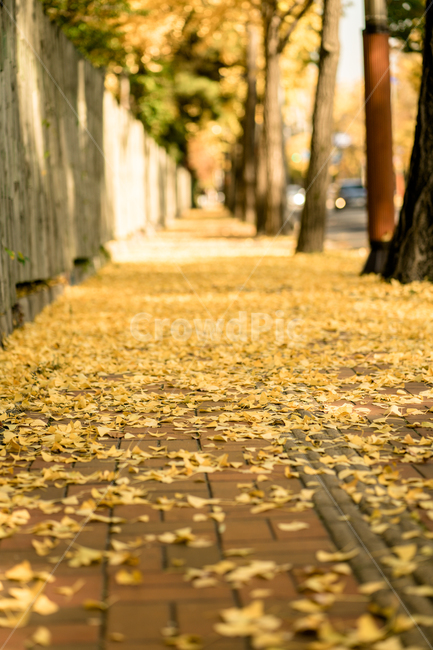 가을,낙엽,단풍,거리,노랑,감성,빈티지,가을,계절,fall,autumn,season,tree,나무,plant,식물