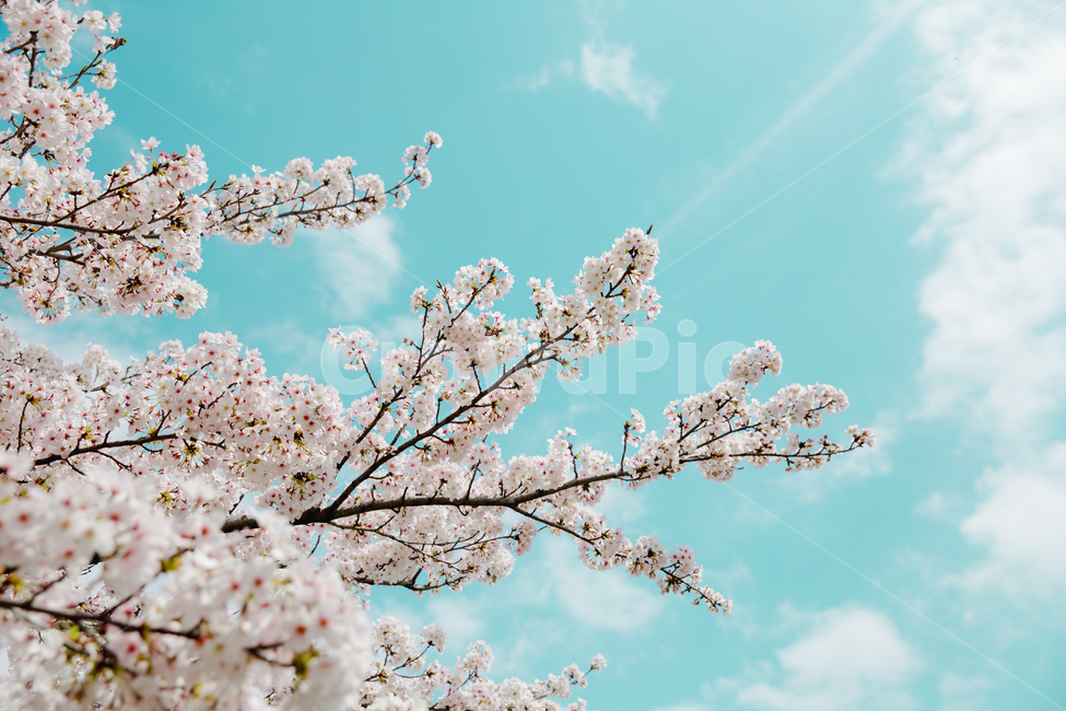 벚꽃,사쿠라,봄,꽃,감성사진,파란하늘,꽃놀이,봄꽃,식물,봄,계절,spring,season,식물,자연,plants,nature,꽃,flower