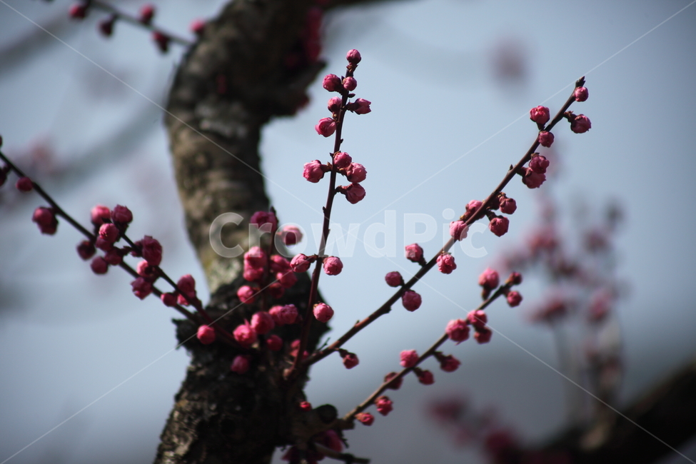 매화,홍매화,japaneseapricot,prunusmume,봄,봄,계절,spring,season,식물,자연,plants,nature,꽃,flower,plant,blossom,sprout,새싹,bud,싹