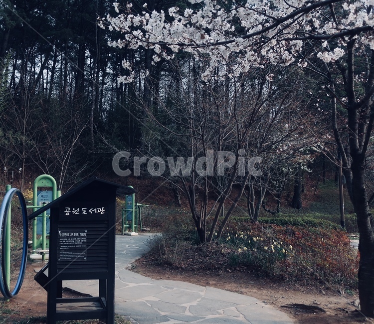 도서관,풍경,쓸쓸함,벚꽃,공원,자연,풍경,nature,landscape
