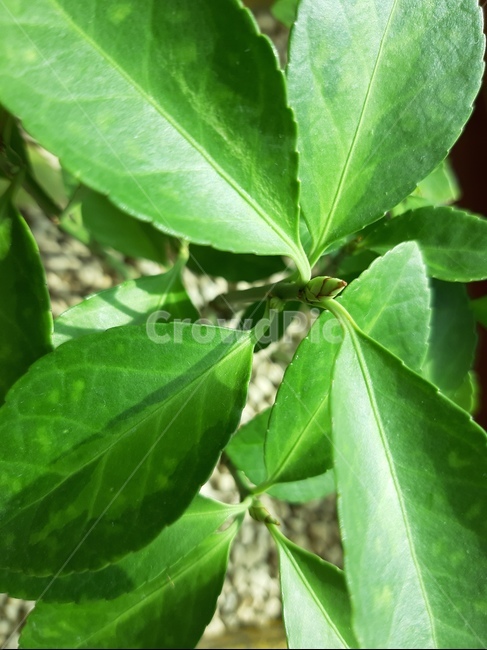 leaf,plant,잎,식물,초록색,green,식물,자연,plants,nature
