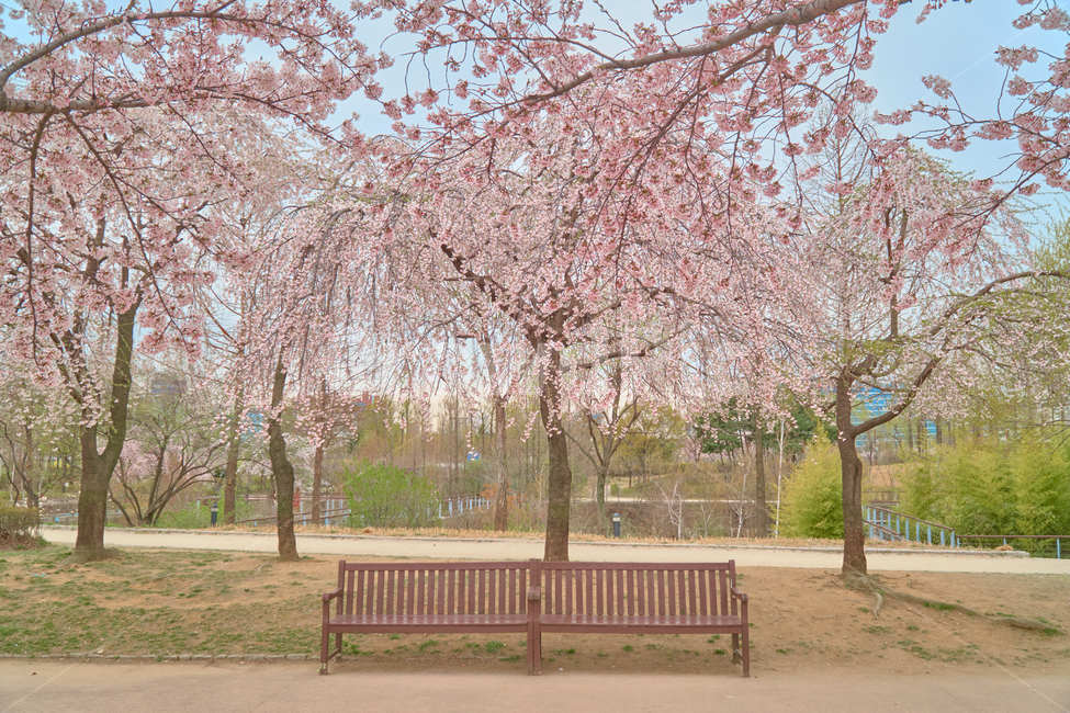 의자,감성,자연,봄,꽃,벚꽃,커플,따뜻함,한적함,고요함,벤치