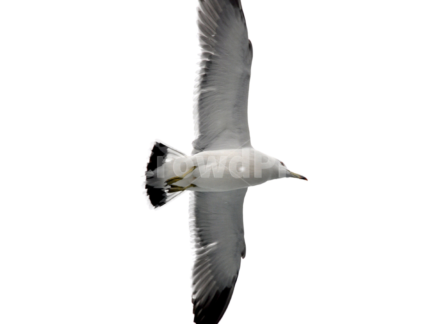갈매기,비상,하늘,날다,자유,꿈,새,동물,animal,조류,새,birds