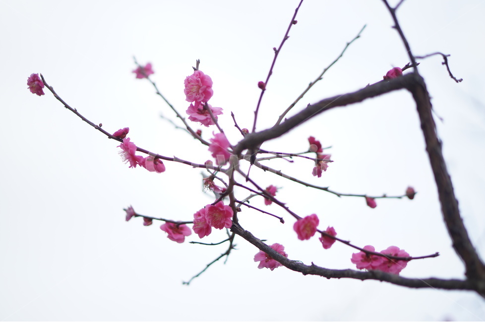 홍매화,핑크,봄,맑음,나무,봄,계절,spring,season,식물,자연,plants,nature,꽃,flower,plant,blossom