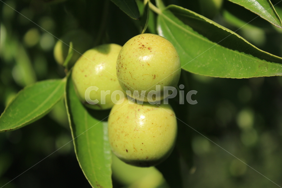 plant,식물,food,음식,대추,과일,열매,fruit