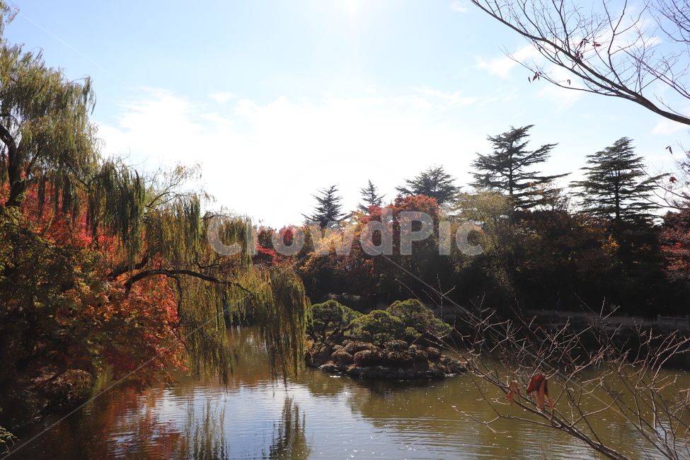 호수,불국사,가을,단풍,풍경,가을,계절,fall,autumn,season,tree,나무,plant,식물