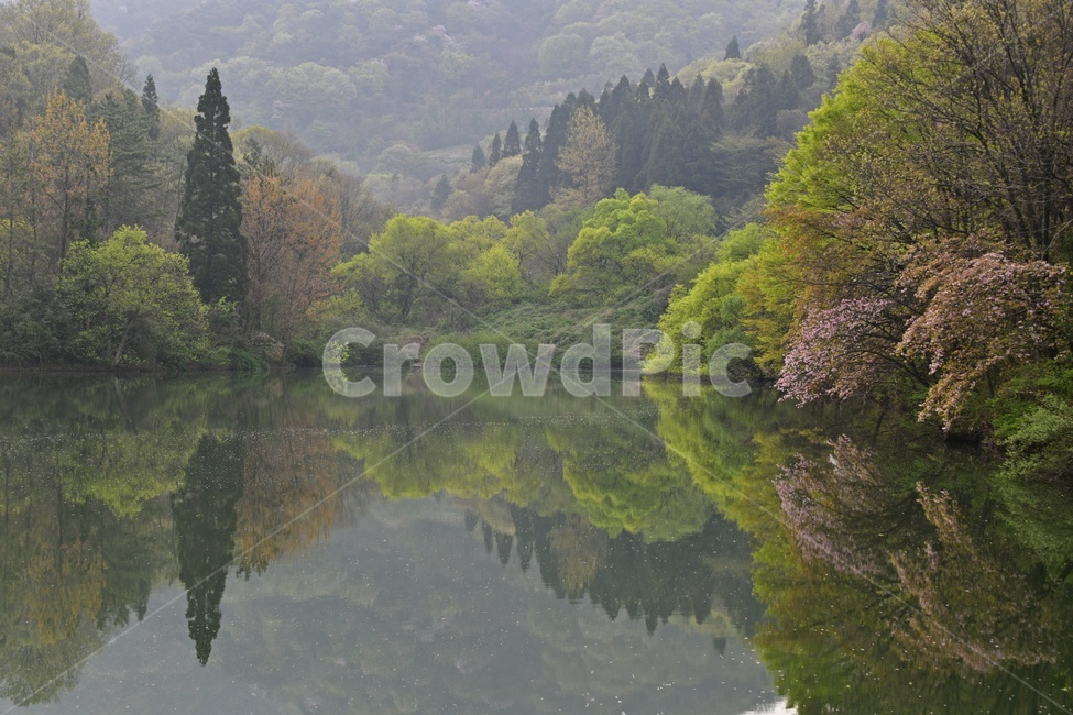 전남,나주,세량지,세량지봄,세량지벚꽃,벌꽃,저수지,반영,물안개,nature,자연,scenery,풍경,outdoors,옥외,landscape,경치,자연,풍경,nature,landscape,한국자연풍경,한국자연경관,korea nature landscape