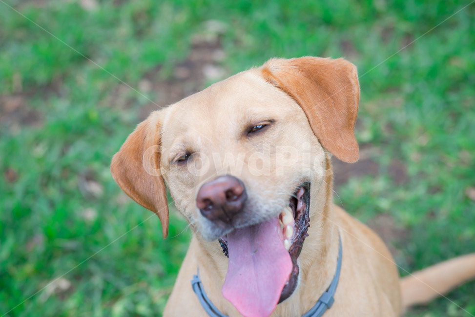 labradorretriever,Pets,animal,labrador retriever,dog,pet