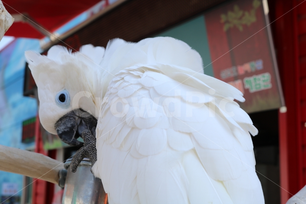 새,앵무새,푸름,동물,색,동물,animal,조류,새,birds