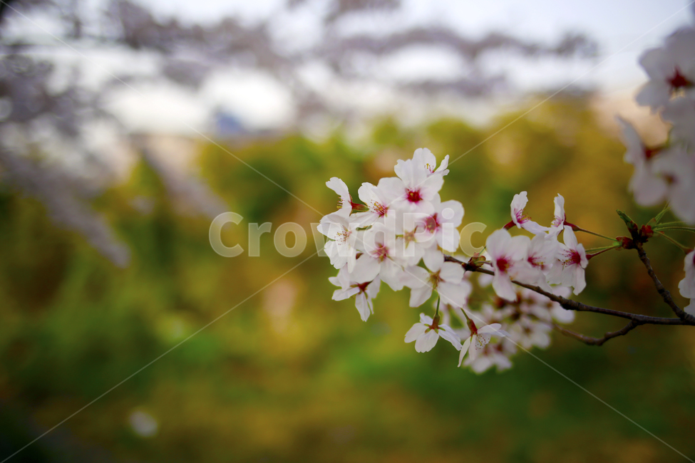 봄,봄날,벚꽃,꽃,spring,식물,봄,계절,spring,season,식물,자연,plants,nature,꽃,flower,plant