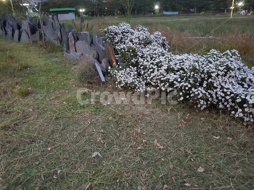 공원,꽃,flower,산책,들꽃,식물,자연,plants,nature,꽃,flower