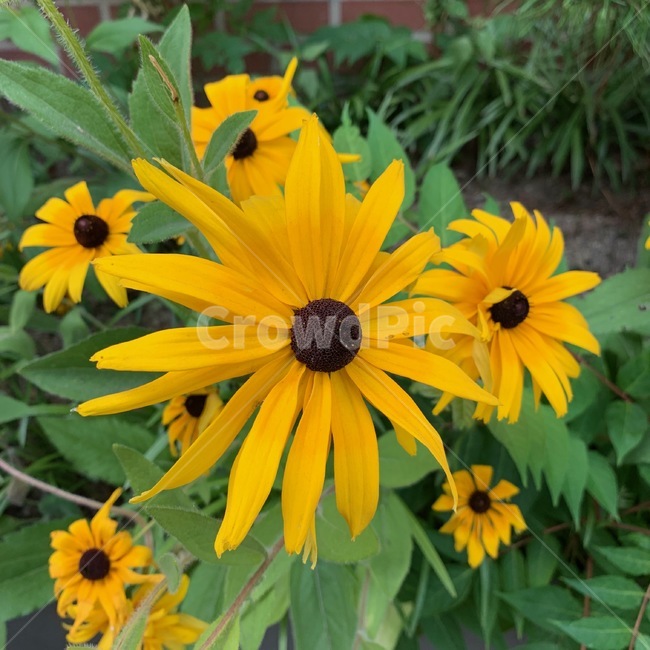 해바라기,꽃,자연,풍경,flower