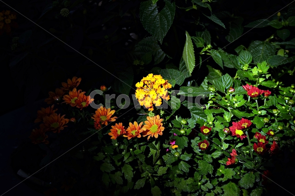 꽃,아름다움,정원,식물,자연,flower,bloom,beauty,plant,nature,식물,자연,plants,nature,꽃,flower