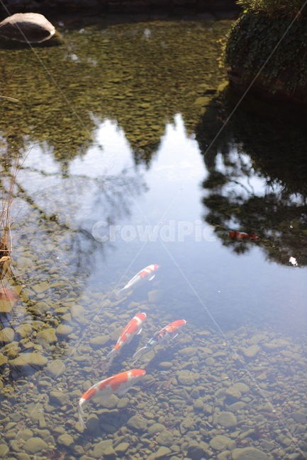 연못,비단잉어,물고기,동물,물,fish,animal,water