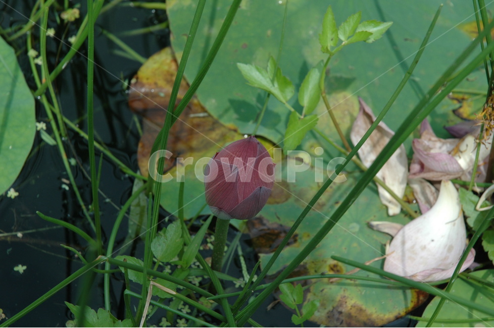 백련,연꽃,꽃,순결,lotus,식물,자연,plants,nature,꽃,flower