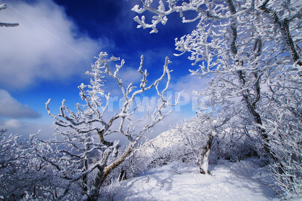 덕유산,설경,푸른하늘,눈,상고대,무주,주목,겨울,계절,winter,season,자연,풍경,nature,landscape,outdoors,옥외,snow,frost,서리