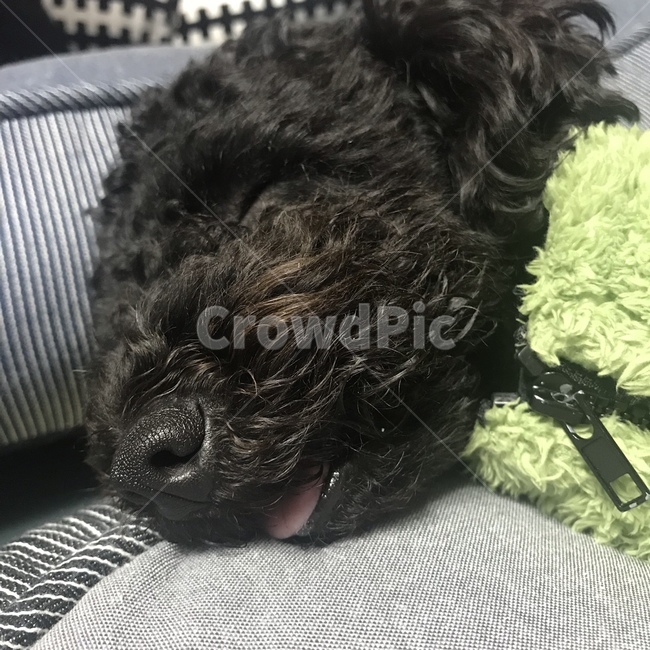 일상,푸들,강아지,애견,dog,동물,animal,포유류,mammal,개,강아지,dog,doggy
