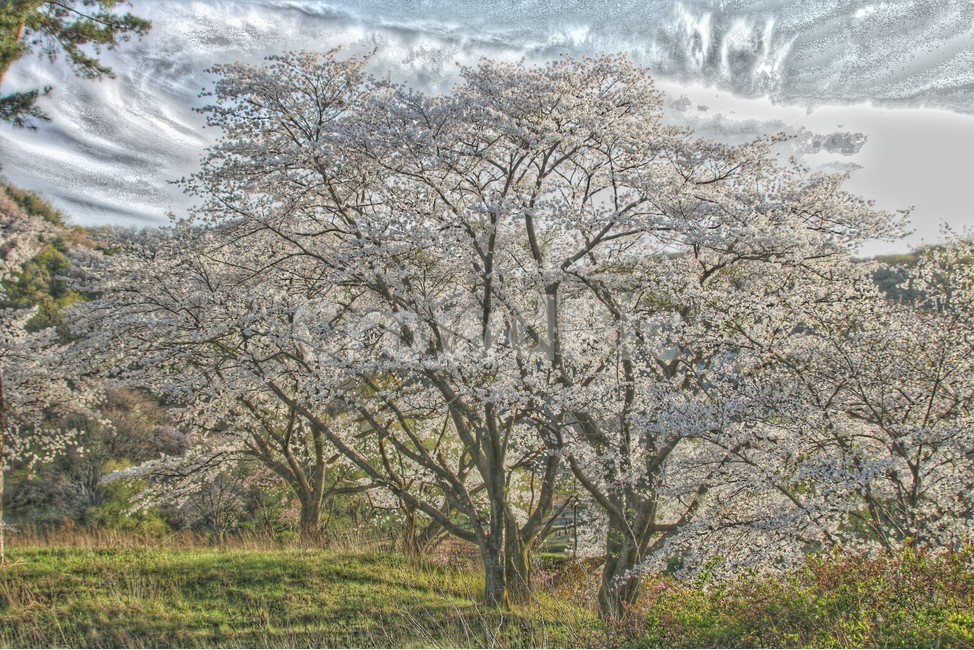 벚꽃,풍경화,풍경,그림,자연,나무,봄,계절,spring,season,자연,풍경,nature,landscape,식물,plants,나무,trees,wood,tree,plant,tree trunk,나무 줄기