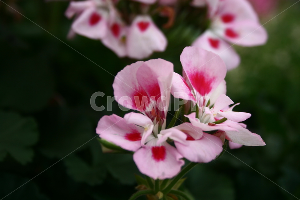 꽃,자연,식물,plants,flower