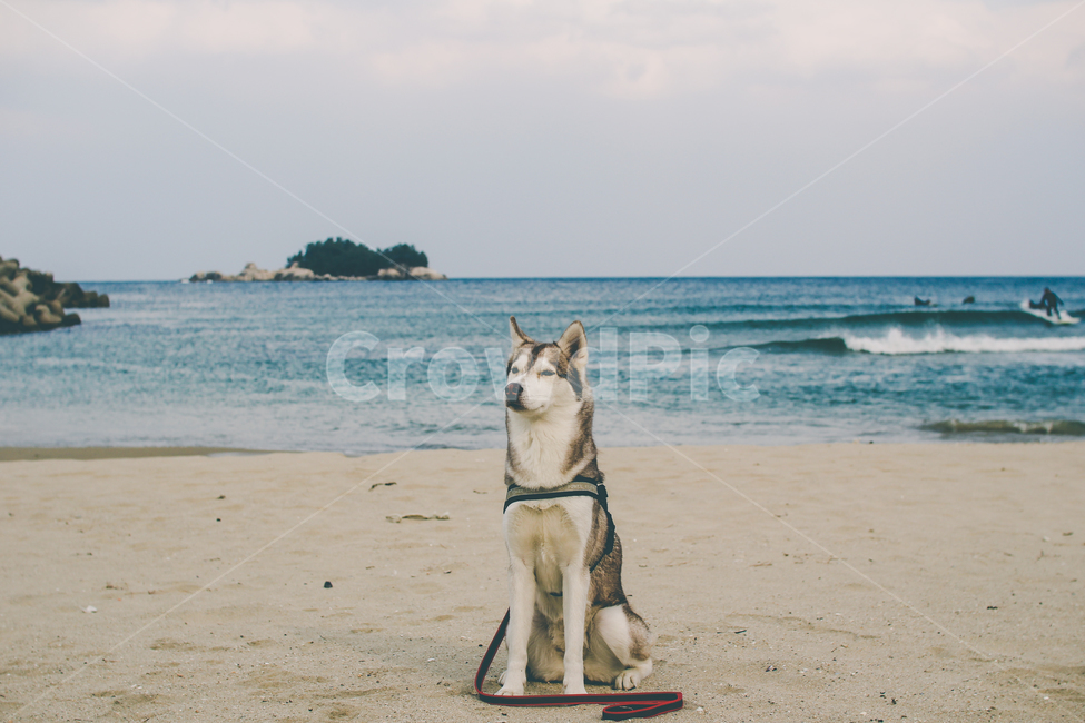 시베리안허스키,대형견,바다,반려견,개,반려동물,중형견,동물,dog,sea,siberianhusky,husky,해변,바다,beach,sea,동물,animal,포유류,mammal,개,강아지,dog,doggy