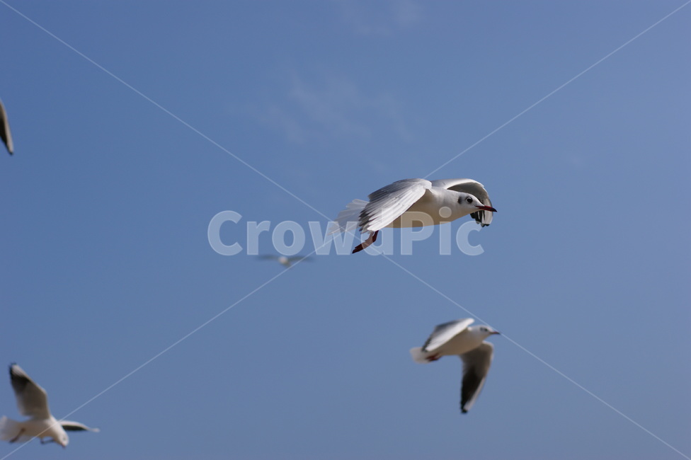 남해안,새,갈매기,seagull,birds,갈매기떼,새떼,파도,바다,해안,sea,따뜻한,감성,낭만,feeling,한국자연풍경,자연,풍경,nature,blue,조류,animal,날다,바닷가,하늘,자유,부산,landscape,sky,동물,animal,조류,새,birds