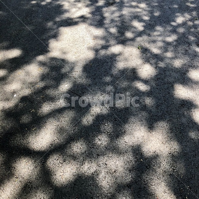 그림자,나뭇잎그림자,시멘트바닥,바닥,길바닥,실루엣,그림자,silhouette,shadow