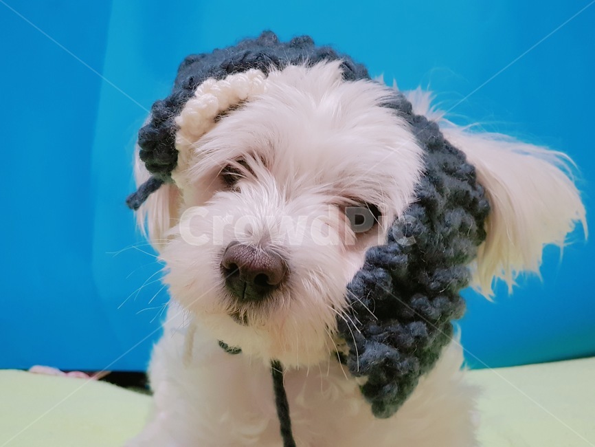 강아지,반려견,말티즈,귀도리,멀멍이,동물,animal,포유류,mammal,개,강아지,dog,doggy