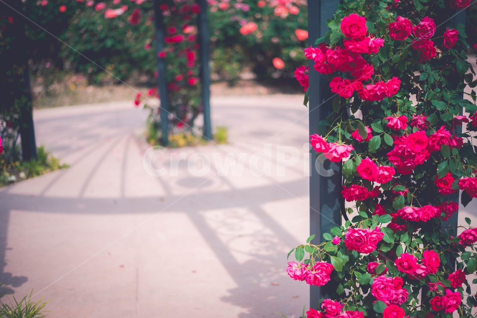 식물,장미,장미꽃,꽃,여름꽃,식물,자연,plants,nature,꽃,flower