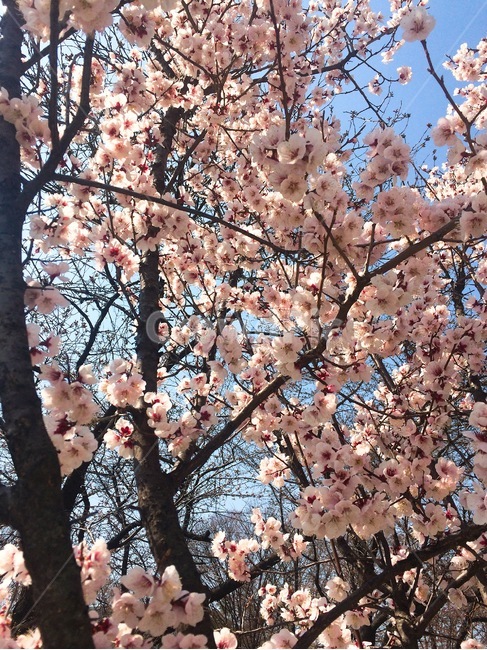봄,벚꽃,봄꽃,cherryblossom,spring