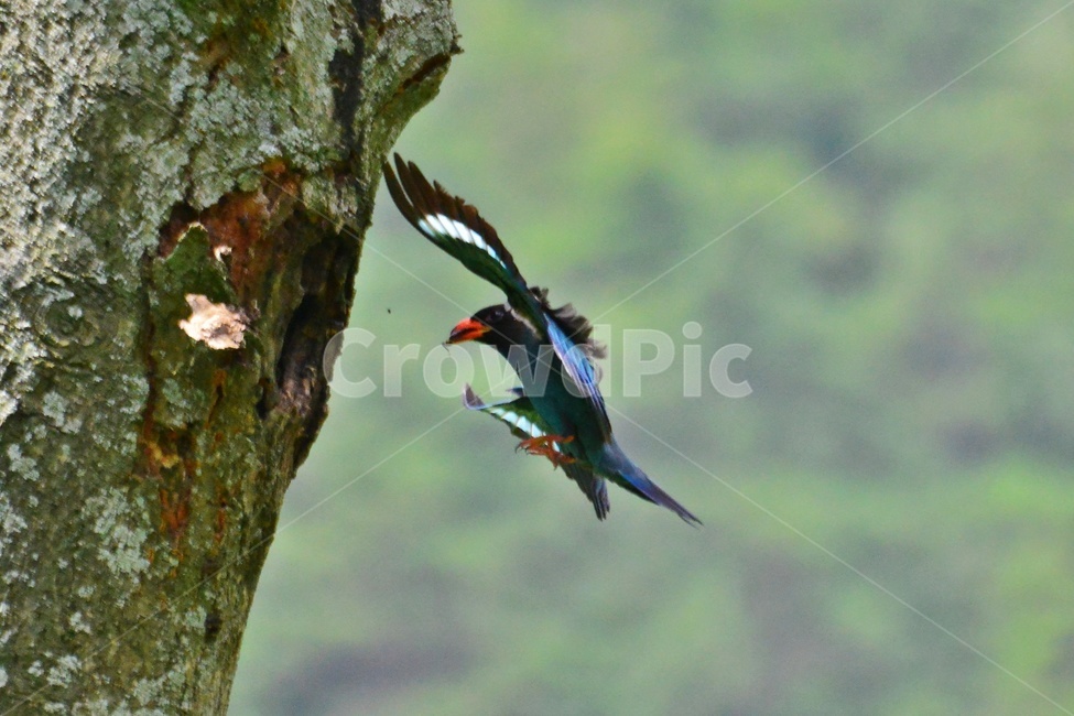 tree,나무,plant,식물,flying,나는,animal,동물,bird,새,파랑새,새집,육추,동물,animal,조류,새,birds