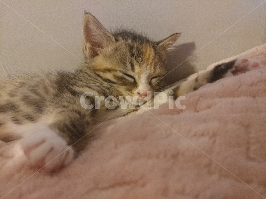 cat,고양이,animal,동물,애완동물,pet,동물,animal,포유류,mammal,고양이,cat,kitten,kitty