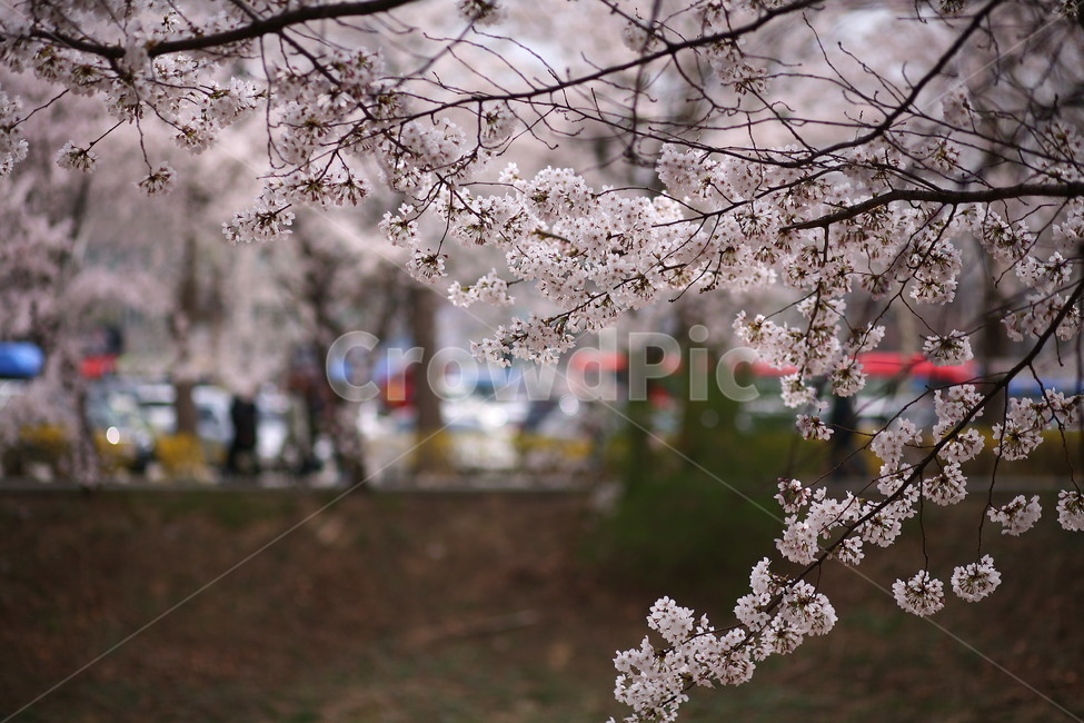 plant,식물,flower,꽃,blossom,벚꽃,봄,식물,자연,plants,nature,꽃,flower