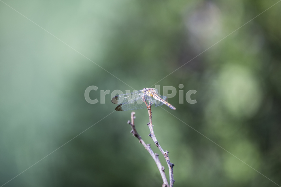 고추잠자리,곤충,벌레,가을,dragonfly,insect,bugs,나뭇가지,동물,animal,곤충,벌레,insect,bug