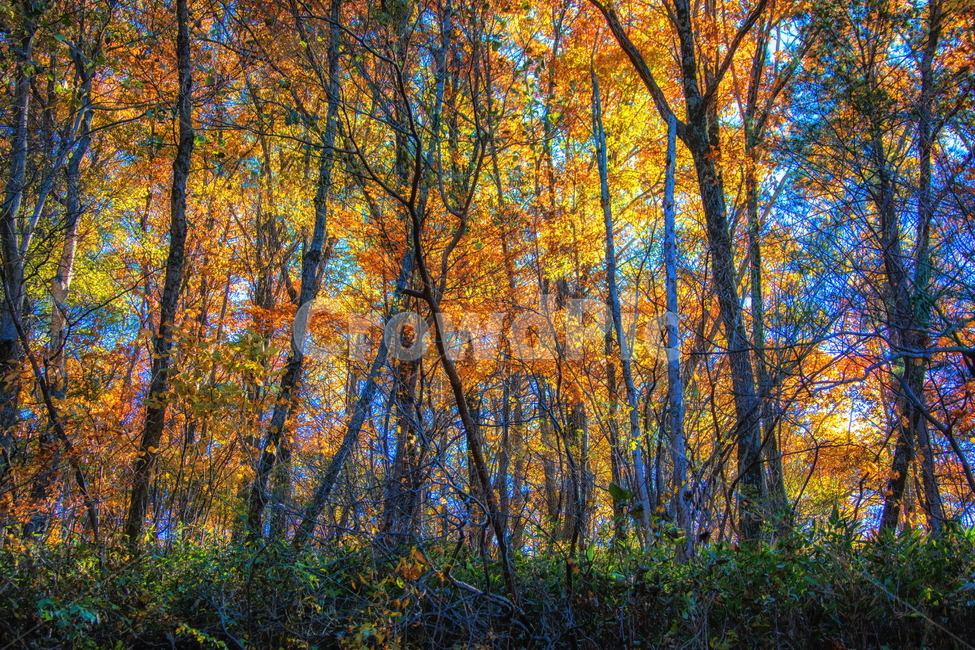 단풍,가을,autumn,fall,계절,가을,계절,fall,autumn,season,자연,풍경,nature,landscape