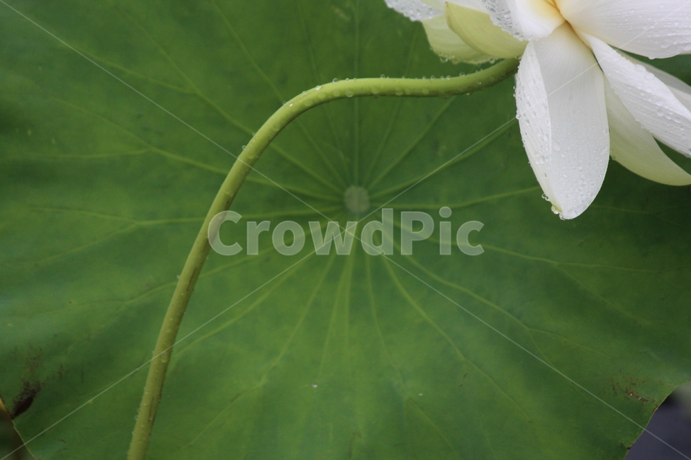 연잎,인연,고요,순환,생명,빛무늬,침묵,식물,자연,plants,nature,꽃,flower
