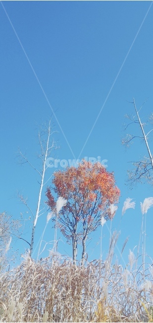 가을녘,가을풍경,갈대,가을햇살,오색풍경
