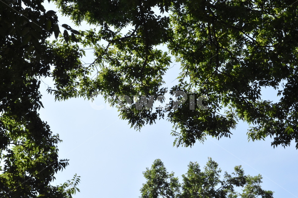 나무,하늘,잎,숲,여름,화창,sky,green,blue,tree,leaves,sunny,자연,풍경,nature,landscape,plant,식물