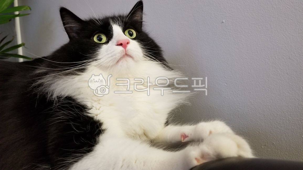 고양이,턱시도고양이,동물,귀여운,cat,tuxedocat,animal,feline,cute,프리티,pretty,blackandwhite,black,white,pinknose,eyes,고양이눈,핑크코,fluffy,장모고양이,fur,longfurcat,longhaircat,pet,애완묘