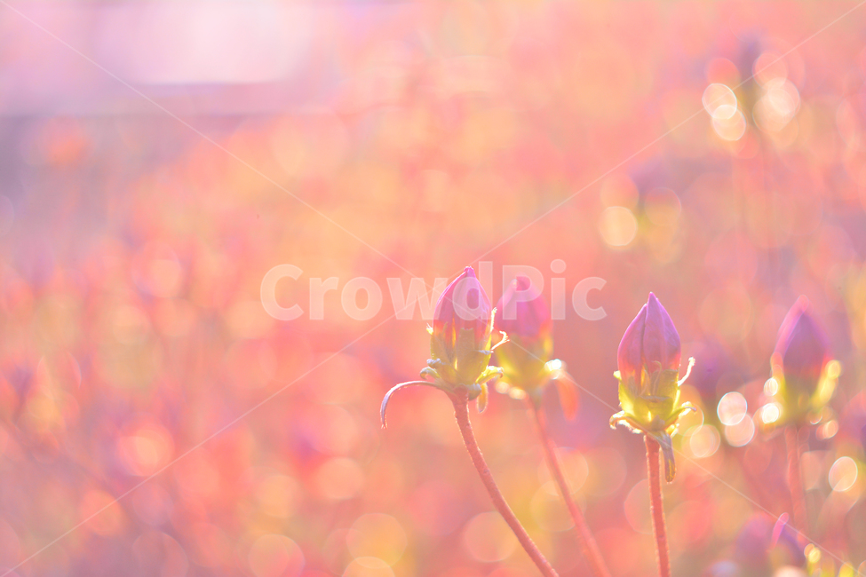 봄이미지,꽃,꽃봉오리,철쭉,감성,분위기,느낌,feeling,emotion,sensibility,background,flowers,spring,봄꽃,햇살,노을,석양,해질무렵,sunset,아스라한,안개,흐릿한,보케,빛망울,art,파스텔톤,색감,배경,바탕,백그라운드,예쁜,봄날,역광,뷰티풀,beautiful,plant,봄,계절,spring,season,식물,자연,plants,nature,꽃,flower,감성,sensible,feeling,휴식,힐링,rest,relaxation,healing