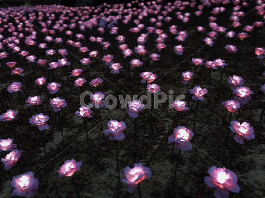 꽃,분홍,빛,인조꽃,공원,park,flower,pink