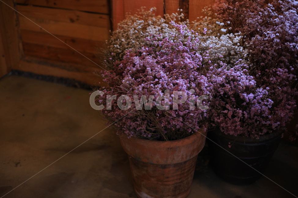 꽃,안개꽃,화분,꽃다발,식물,식물,자연,plants,nature,꽃,flower,실내용화초,화분,화초,house plant,인테리어,실내디자인,interior design